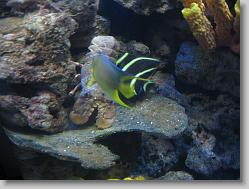 Aquarium at Moody Gardens