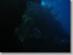 Aquarium at Moody Gardens