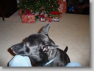 Angel enjoying Christmas