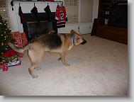 Damon enjoying Christmas.