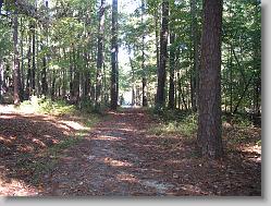 Trail to the lake.