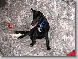 Angel.  Part Shephard, Labrador and Belgian Malinois.