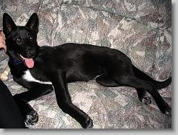 Angel rules the couch.