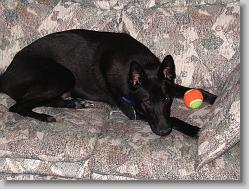 Angel resting on the couch.