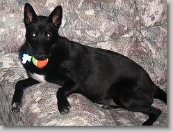 Angel and her favorite toy.  Tennis ball.