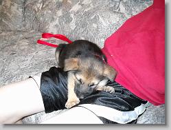Sleeping on Joshua