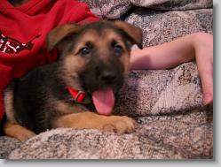 Damon, 6 weeks old  (note the floppy ears)