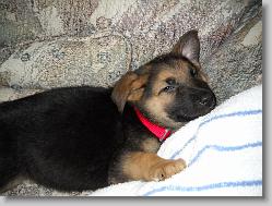Snoozing on the couch