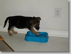 Loves his water dish!