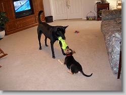 Angel and Damon playing tug-of-war