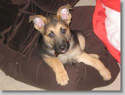 Mr. perkey ears.