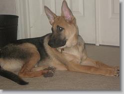 No more 'Mr. Floppy Ears'...