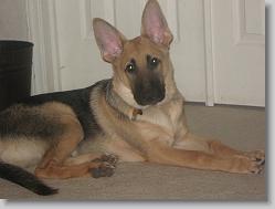 I call them 'Gremlin' ears.