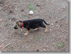 Damon in the backyard, 7 weeks old.