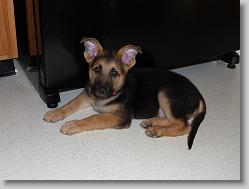 8 weeks old.  (ears are perking up)
