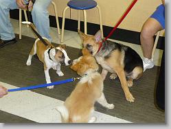 Damon with his new friends, Dexter and Riley.