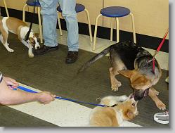 Damon with his new friends, Dexter and Riley.