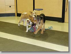 Damon with his new friends, Dexter and Riley.