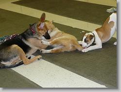 Damon with his new friends, Dexter and Riley.