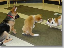Damon with his new friends, Dexter and Riley.