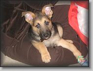 Damon, 2008 * (89 Slides)