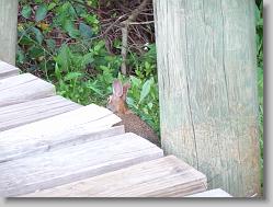 Bunny at Sycamore Creek in Goochland, VA.