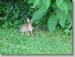 Bunny at Sycamore Creek in Goochland, VA.