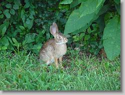 Bunny at Sycamore Creek in Goochland, VA.