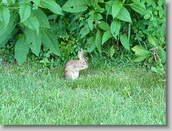 Bunny at Sycamore Creek in Goochland, VA.