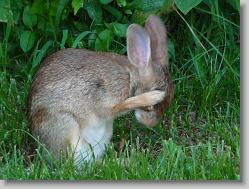 Bunny at Sycamore Creek in Goochland, VA.