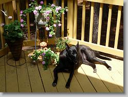 Angel, sunning on the deck...