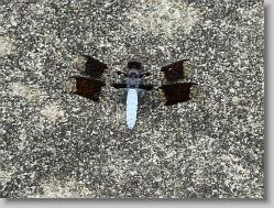 Dragonfly on the sidewalk.
