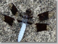 Close up of dragonfly.