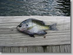The Blue Gill
