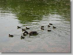 Ducks in the reflecting pool.