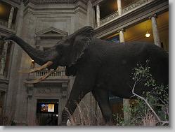 Museum of Natural History, Smithsonian