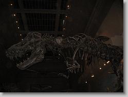 Museum of Natural History, Smithsonian