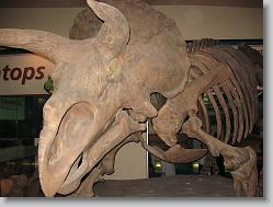 Museum of Natural History, Smithsonian
