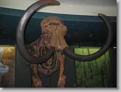 Museum of Natural History, Smithsonian