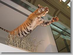 Museum of Natural History, Smithsonian