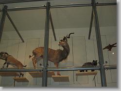 Museum of Natural History, Smithsonian
