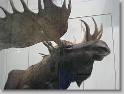 Museum of Natural History, Smithsonian