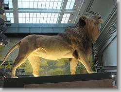 Museum of Natural History, Smithsonian