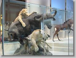 Museum of Natural History, Smithsonian