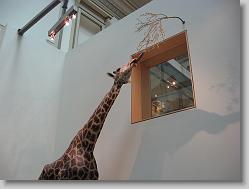 Museum of Natural History, Smithsonian