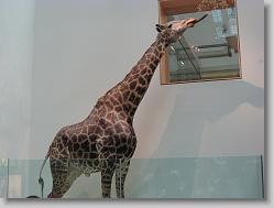 Museum of Natural History, Smithsonian