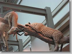 Museum of Natural History, Smithsonian