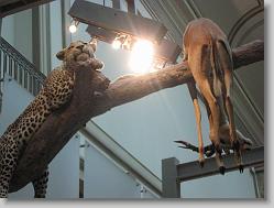 Museum of Natural History, Smithsonian