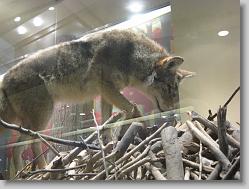 Museum of Natural History, Smithsonian
