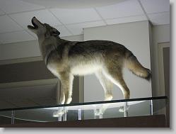 Museum of Natural History, Smithsonian